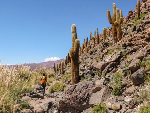 Chile - March 2019: Quebrada de Guatín (known as cactus valley) is a place where you can see a huge amount of massive cardon (cacti) with the volcanos of the Altiplano in the background